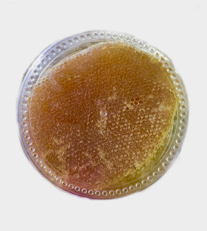 Natural honey with comb - عسل طبیعی با موم